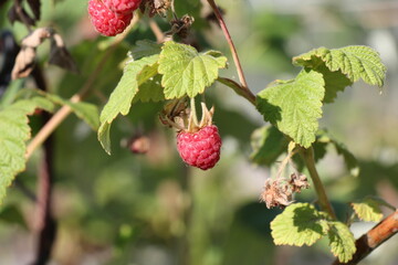 raspberry on a branch