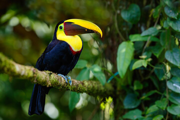 Chestnut-mandibled toucan or Swainson’s toucan, Ramphastos ambiguus swainsonii. Yellow-throated toucan sitting on a branch in Puerto Vieja de Sarapiqui in Costa Rica , Сentral America