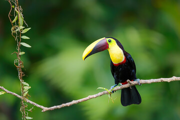 Chestnut-mandibled toucan or Swainson’s toucan, Ramphastos ambiguus swainsonii. Yellow-throated toucan sitting on a branch in BocaTapada in Costa Rica , Сentral America