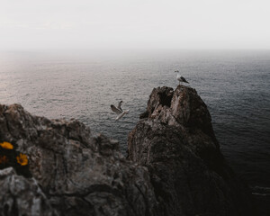 Seagulls perched on the cliffs.