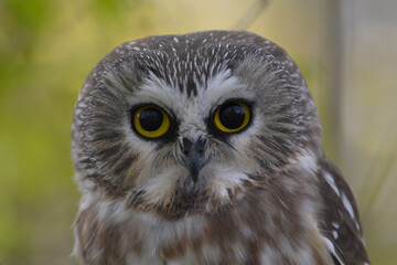 Northern Saw-whet owl