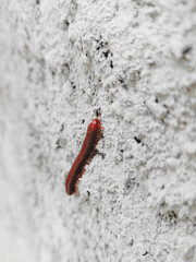 Millipede on the wall