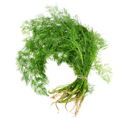 bunch fresh dill herb isolated on white background.