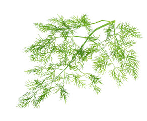 Branch fresh dill herb isolated on white background.