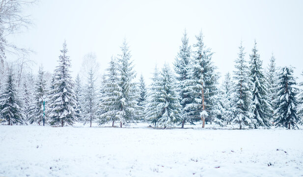 Winter forest with Christmas trees in the snow. Christmas and New Year mood. Long banner