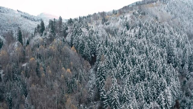 Aerial view of winter coniferous forest growing on mountain