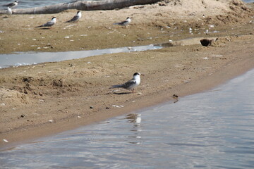 seagulls on the beach