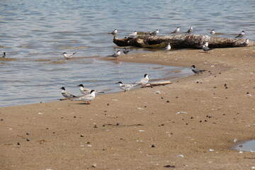 Fototapeta premium flock of seagulls