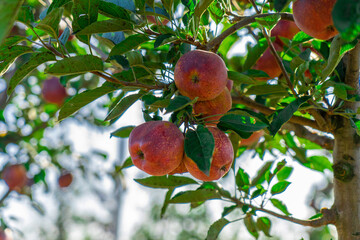 Apple tree orchard juice production industry, autumn harvest plants agriculture
