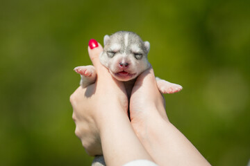 Woman holds black and white colored Siberian Husky puppy in her hands. Young dog isolated with green background.