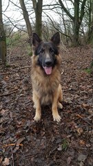 german shepherd dog sitting