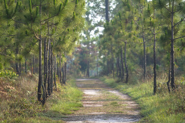 footpath in the woods