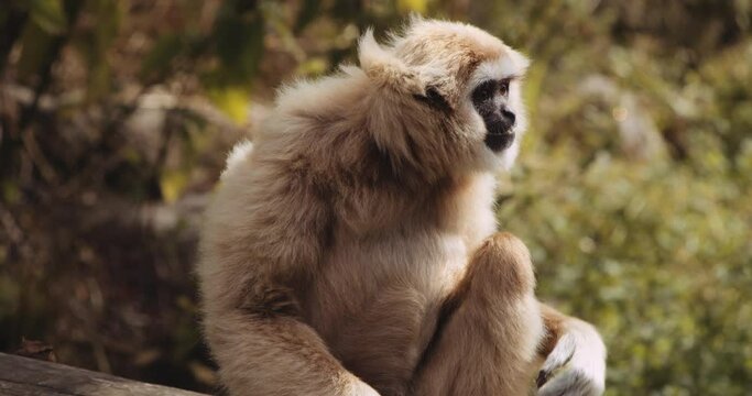 Lar Gibbon Eating Plant In Safari Park