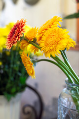 Yellow and orange gerberas with long green stems in foreground and out of focus background. Flowers inside glass vase. Nature concept. Floral background