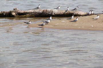 seagulls on the shore