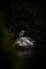 A beautiful Heron relaxing by the river.