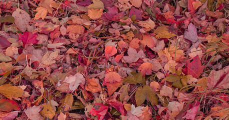 Background from fallen, dry, multi-colored leaves.