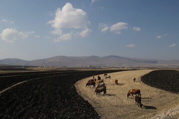 Fototapeta na wymiar herd of cows in the field
