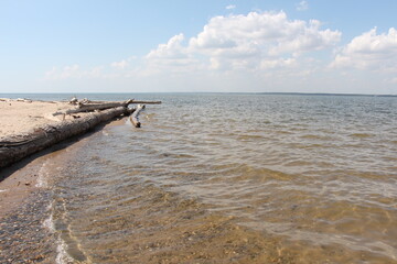 Tree logs on the sea shore. Beach with logs	