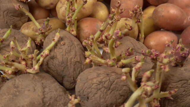 Closeup view 4k video of young fresh spring potatoes laying near old sprouting tubers. Contrast and difference of old and new concept.