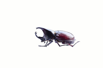 beetle isolated on white