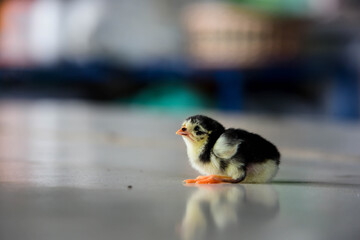 bird on the beach