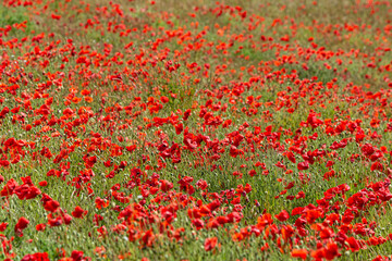 An Abundance of Poppies in a Field in Sussex