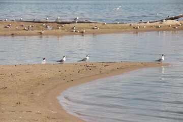 seagulls on the beach