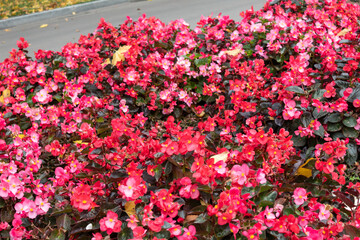 A beautiful flower bed of blooming purple begonias.