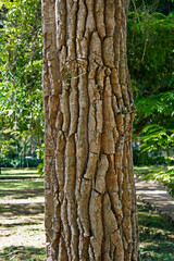 Tree trunk texture (Aspidosperma macrocarpon)