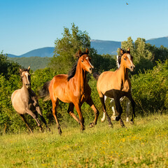 Herd of horses, purebreds running in a field
