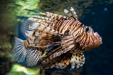 Red Lionfish Inside The Aquarium Tank