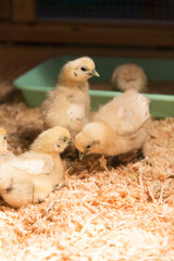 ウコッケイの雛