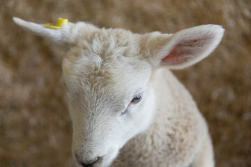 仔ヒツジの顔