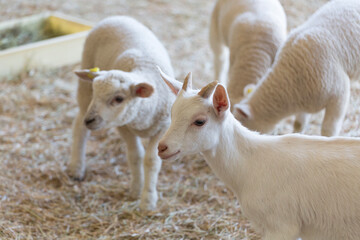 仔ヤギと仔ヒツジの群れ © Paylessimages