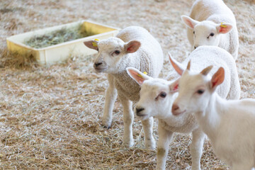 仔ヒツジの群れ © Paylessimages