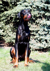 Portrait of a sitting dog of the Doberman breed