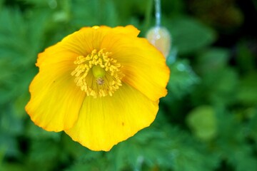 Berggarten - Herrenhäuser Gärten - Hannover