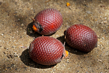 Moriche palm (Mauritia flexuosa) fruits on soil 
