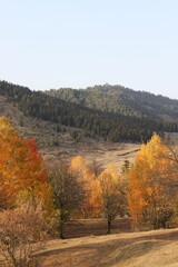 Fototapeta na wymiar Beautiful orange and red autumn forest.turkey