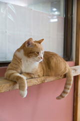 棚の上でくつろぐネコ