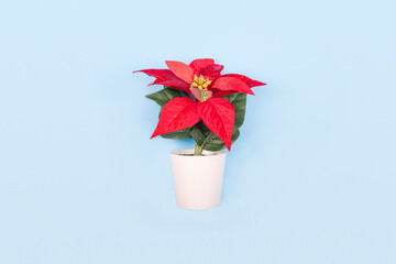 Poinsettia with star flowers for Christmas or New Year in white pot on blue background. Xmas winter holiday home decor.