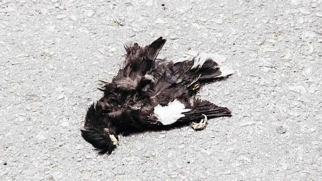 Dollarbird (Eurystomus orientalis) was hit by a car and crushed on the asphalt. Mortality of birds from collisions with transport in Northern Thailand
