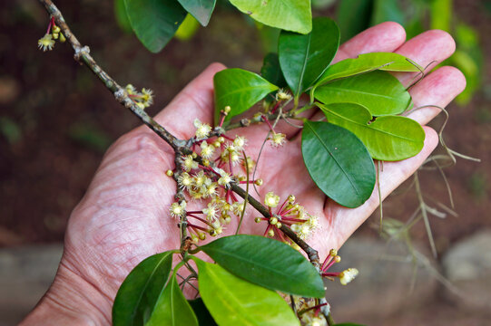 Bacupari flowers (Garcinia gardneriana) on hand 