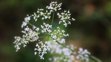 close up of a flower, white and green, nature
