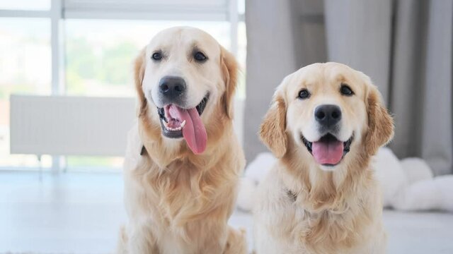 Pair of golden retrievers with tongues out in light room