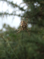 Garden cross spider, found in Hampshire, UK.