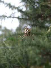 Garden cross spider, found in Hampshire, UK.