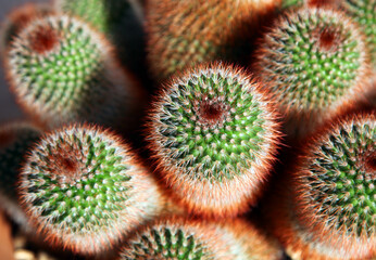 Obraz premium Green and red cacti, close up 