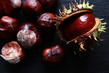 Fresh conkers in and out their spiky capsule from a horse chestnut tree also called horse-chestnut,...